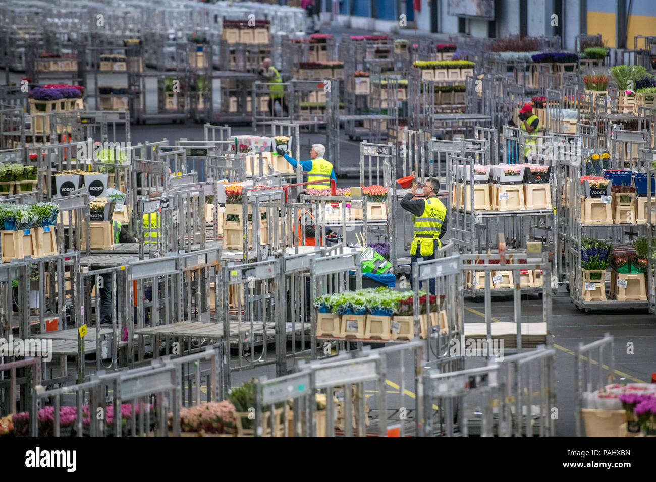 I lavoratori di magazzino presso i mondi più grande asta di fiori, Royal Flora Holland di utilizzare macchinari per spostare i carrelli di fiori. Amsterdam, Paesi Bassi Foto Stock