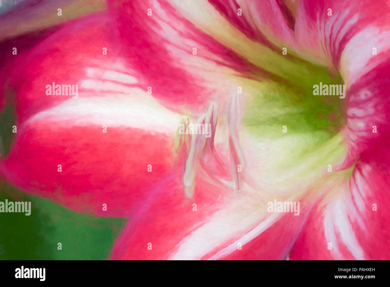 Una fotografia di un bel rosso e bianco fiore Amaryllis in piena fioritura Foto Stock