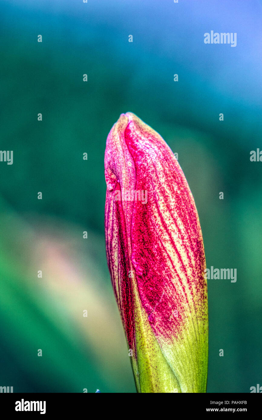 Una fotografia di un bel rosso e bianco Amaryllis bud circa di Bloom. Foto Stock