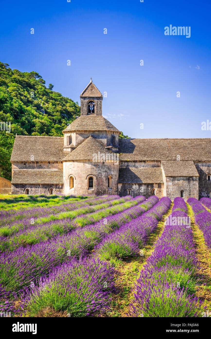 Abbaye de Senanque, Provenza. Campo di lavanda con il monastero di Notre-dame, Vaucluse regione della Francia Foto Stock