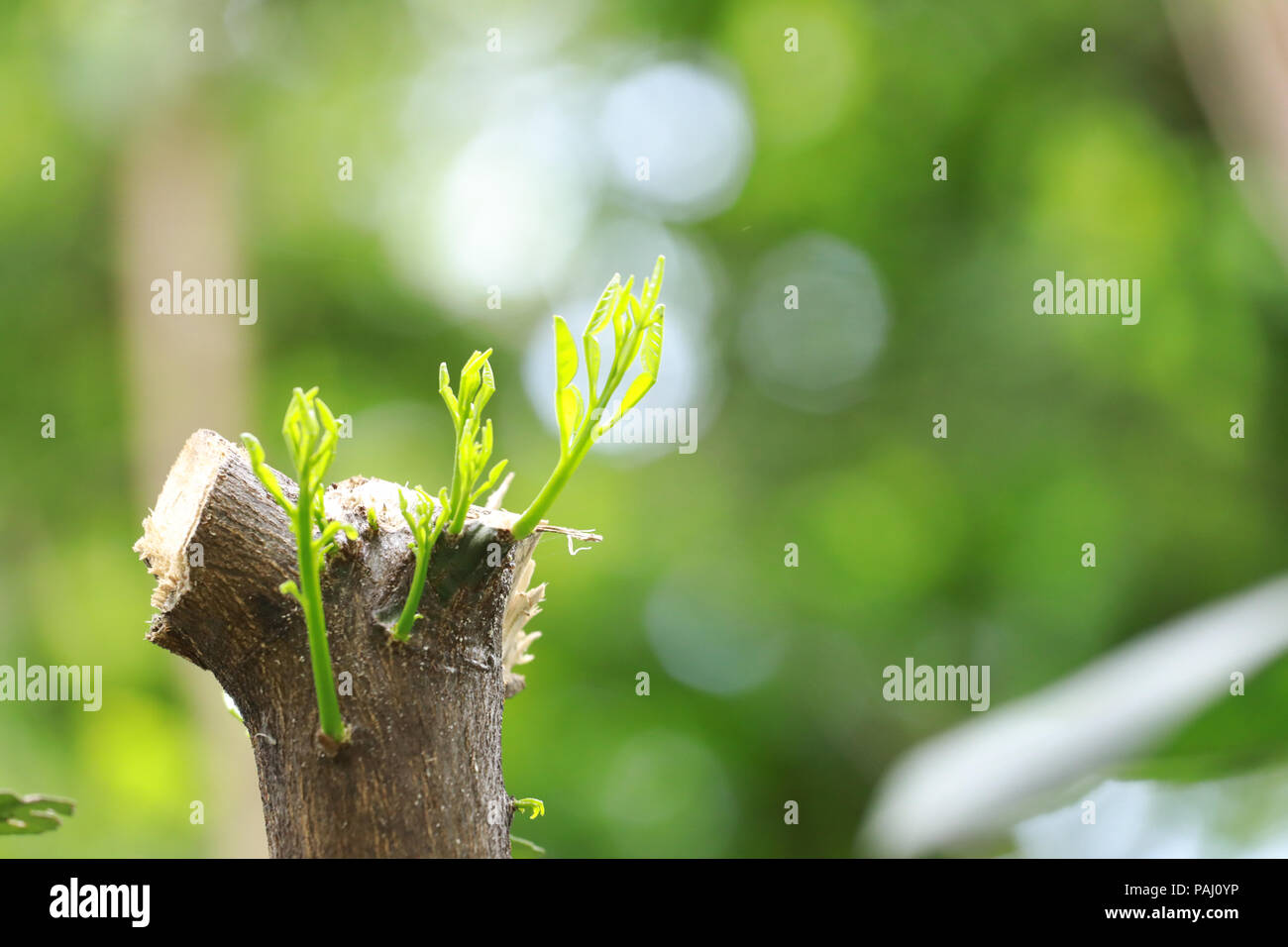 Forte Vivaio Coltivazione da albero : concetto aziendale di leadership emergenti successo generando nuove opportunità di business. Foto Stock