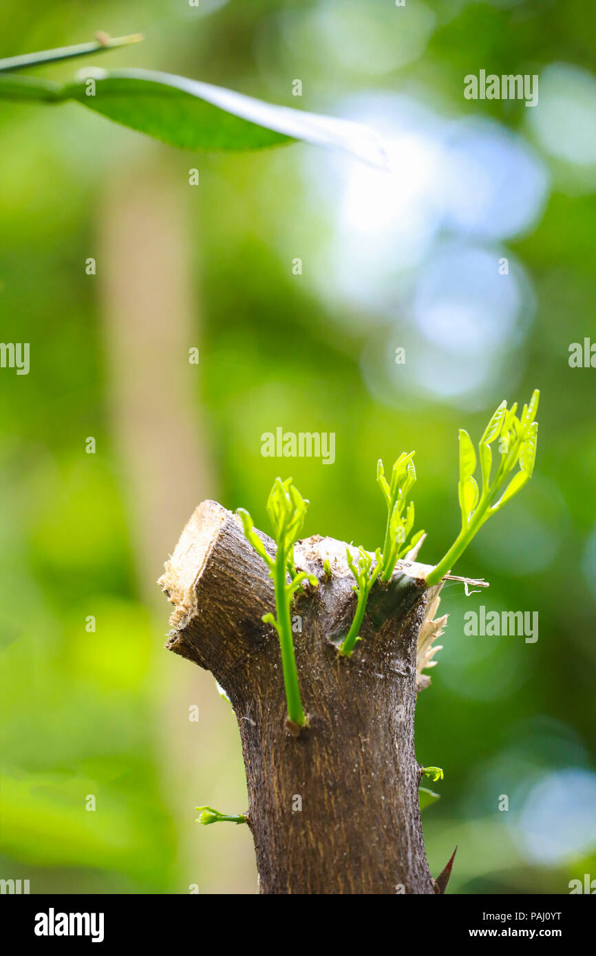 Forte Vivaio Coltivazione da albero : concetto aziendale di leadership emergenti successo generando nuove opportunità di business. Foto Stock