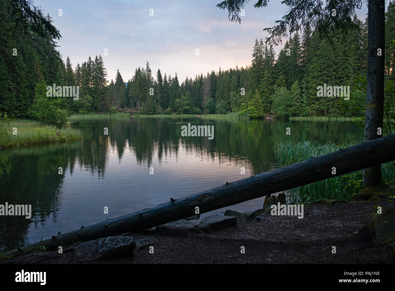 Vrbicke pleso tarn in verde bosco di abeti di sunrise, Slovacchia. Bassi Tatra Mountains Foto Stock