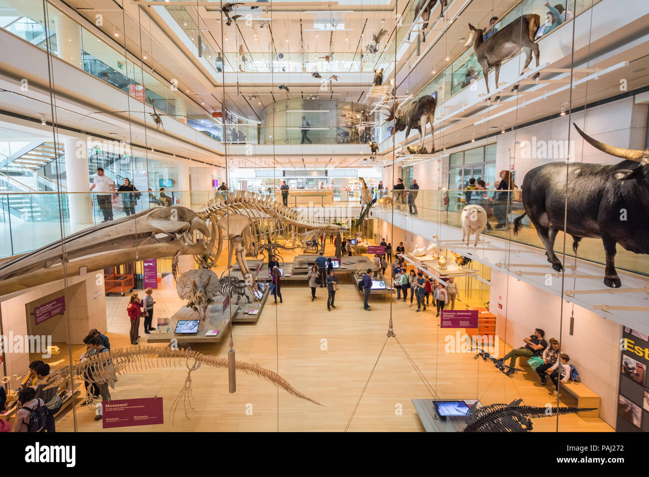 Muse - Museo della Scienza - Trento nel nord Italia - spazi interni del famoso museo interattivo delle scienze naturali di Trento ha progettato Renzo piano Foto Stock