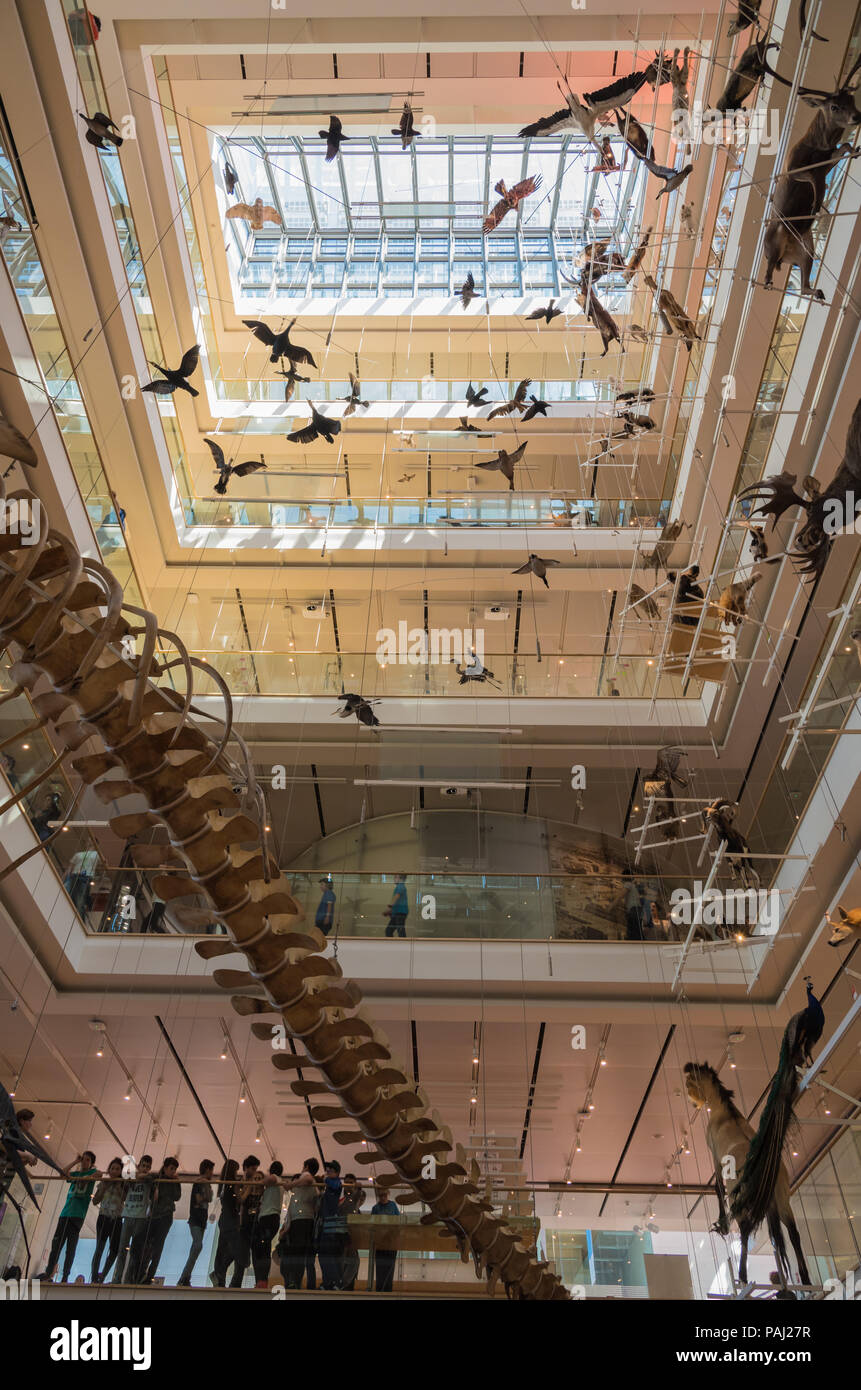 Muse - Museo della Scienza - Trento nel nord Italia - spazi interni del famoso museo interattivo delle scienze naturali di Trento ha progettato Renzo piano Foto Stock