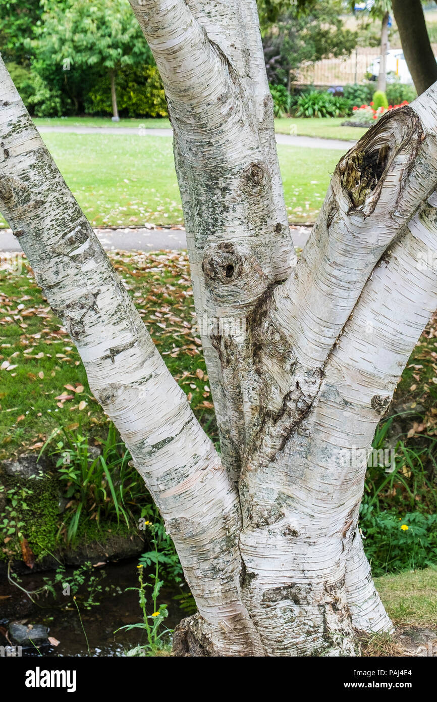Il tronco di un grande vecchio Betula utilis var jacquemontii Himalayan occidentale betulla. Foto Stock