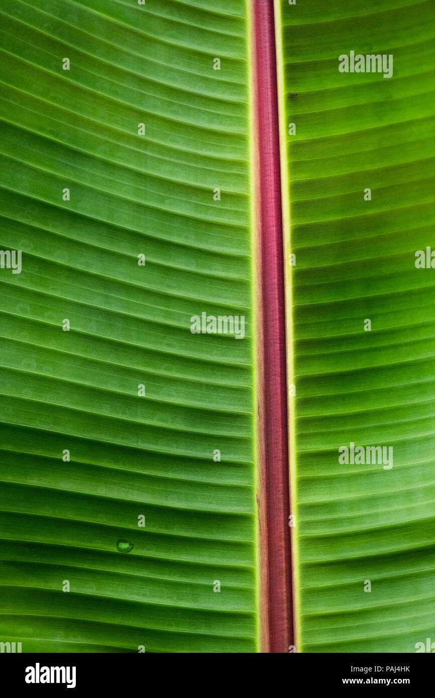 Un dettaglio particolare di una foglia di una musa Red abissino di banana Ensete ventricosum Maurelli. Foto Stock