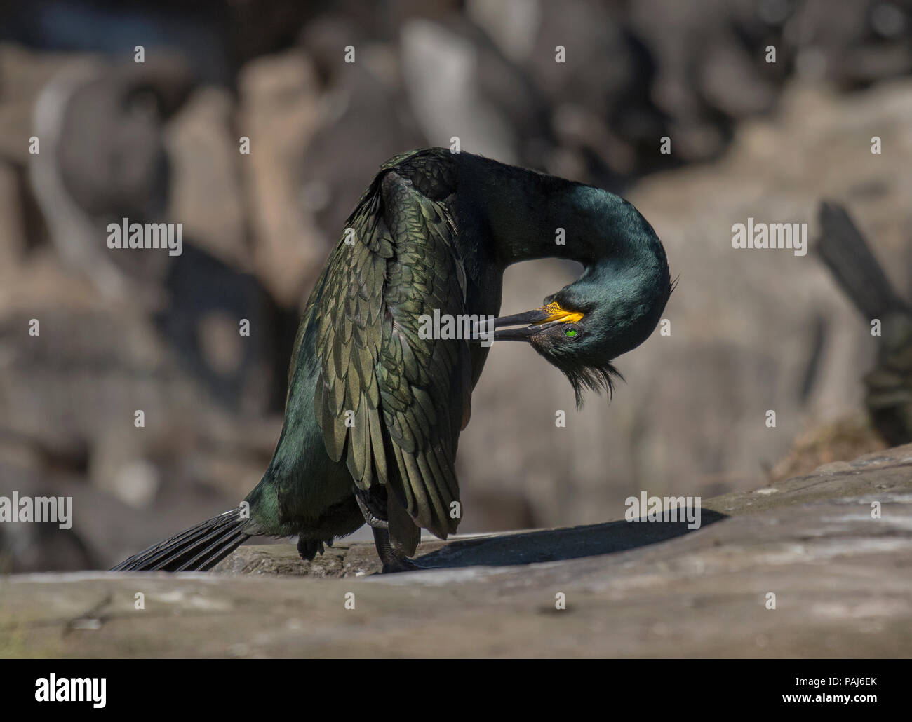 Marangone dal ciuffo, Phalacrocorax aristotelis, Preening, farne isole, REGNO UNITO Foto Stock