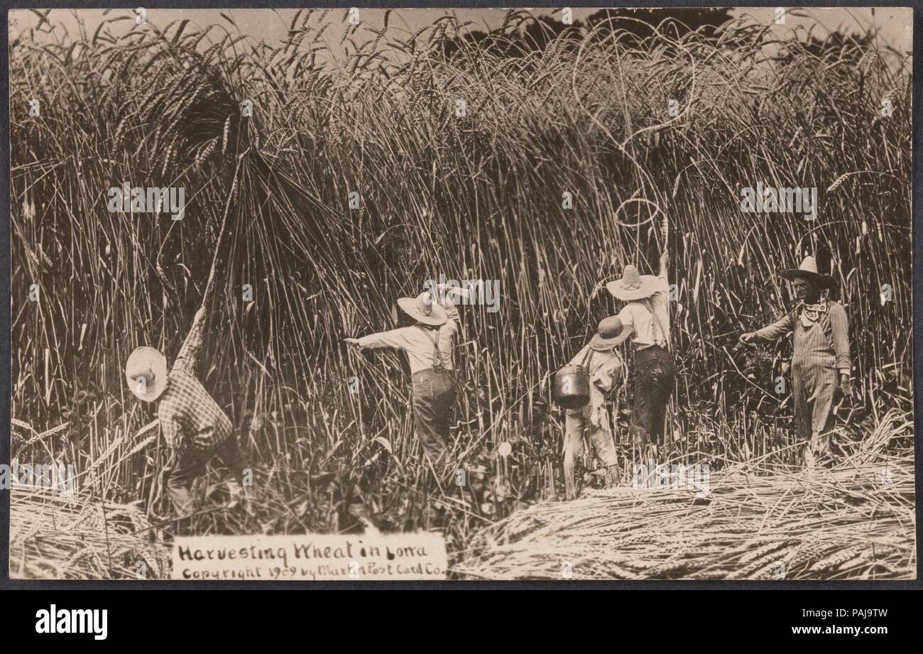 La raccolta di frumento in Iowa. Artista: William H. Martin (American, 1865-1940). Dimensioni: Immagine: 8,4 x 14 cm (3 5/16 x 5 1/2 in.) il telaio: 55,9 x 71,1 cm (22 x 28 in.) (più cartoline in frame). Data: 1909. Il tall-racconto cartolina era un unico genere americano che fiorirono nel Midwest tra circa 1908 e 1915. Il più presto maestro del genere era William H. 'Dad' Martin, un studio fotografo in Kansas che ha stabilito con successo un diversivo creazione fotomontaggi di stravagante agricolo di abbondanza. Familiarità con le tribolazioni di agricoltori del Midwest, compreso un feroce dr Foto Stock