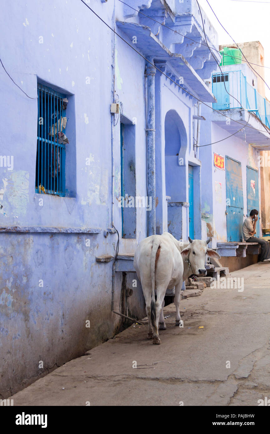 Scena di strada indiana con mucca bianca davanti a pareti intonacate e casa dipinta di blu, Bundi, Rajasthan, India Foto Stock