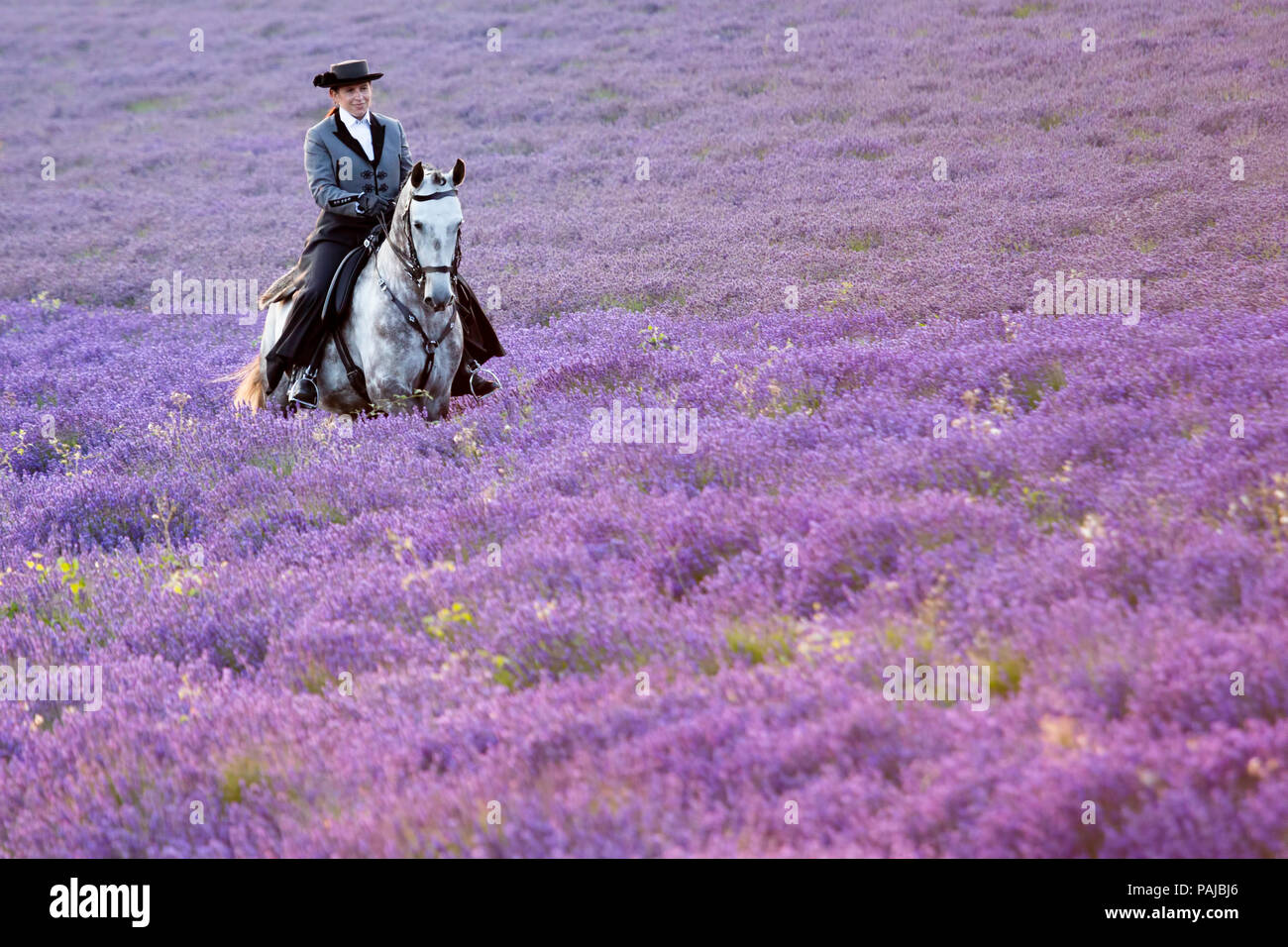 Donna che indossa il costume tradizionale in sella di un cavallo andaluso attraverso un campo di lavanda presso la Fattoria del Luppolo, Darent Valley, Kent, Regno Unito. Foto Stock