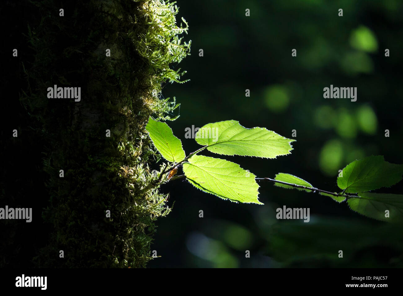 Foglie verde illuminato dalla mattina presto alla luce del sole. Foto Stock