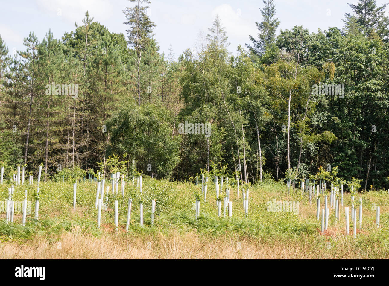 Nuovo impianto di alberi in una foresta britannica, Gran Bretagna, Regno Unito Foto Stock