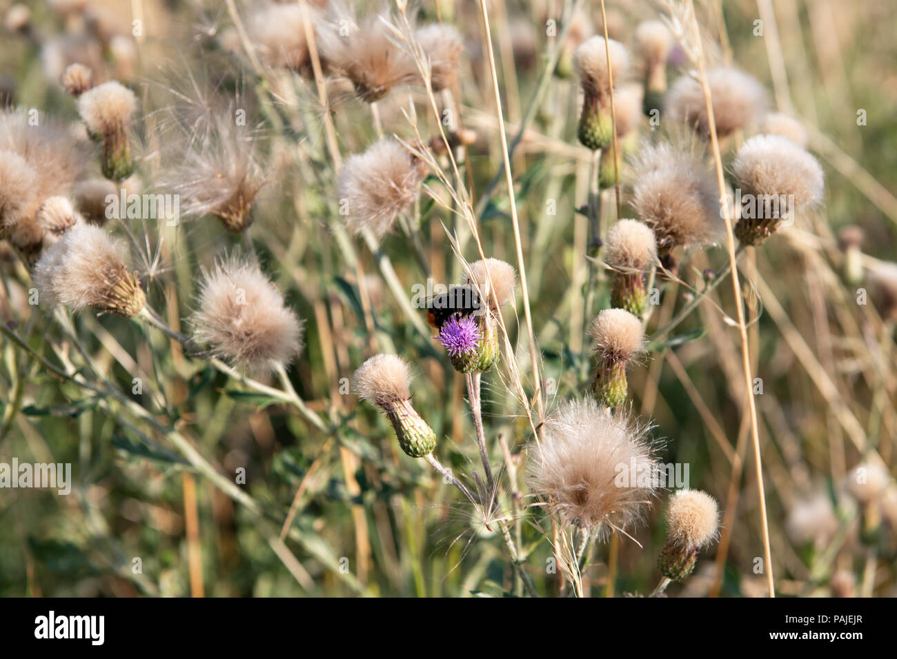Bumblebee cerca di nettare su piante di campo Foto Stock