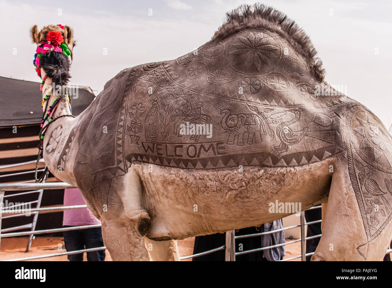 Il cammello concorso artistico annuale sul festival del cammello Foto Stock