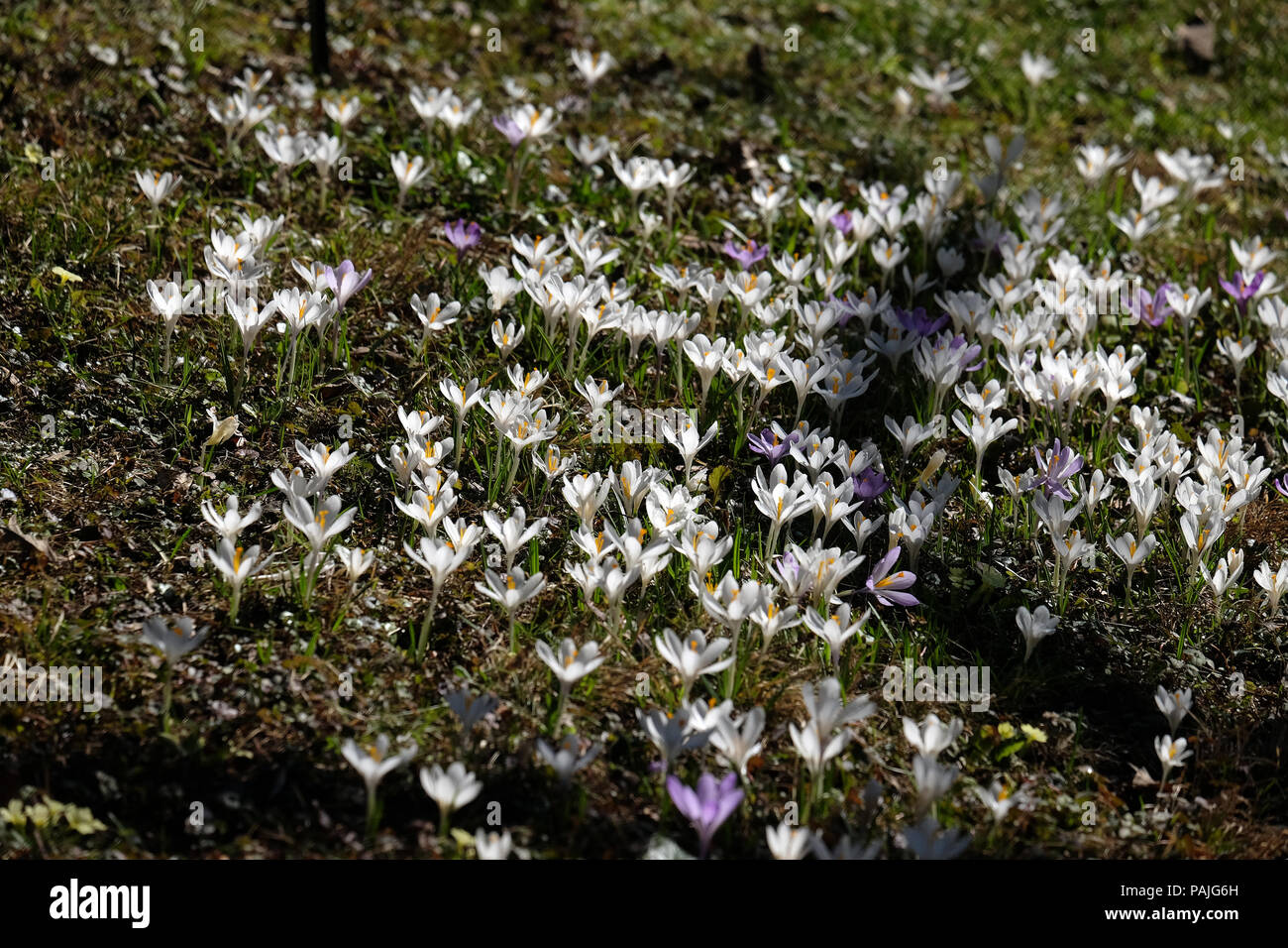 Prato pieno di crocus in primavera Foto Stock