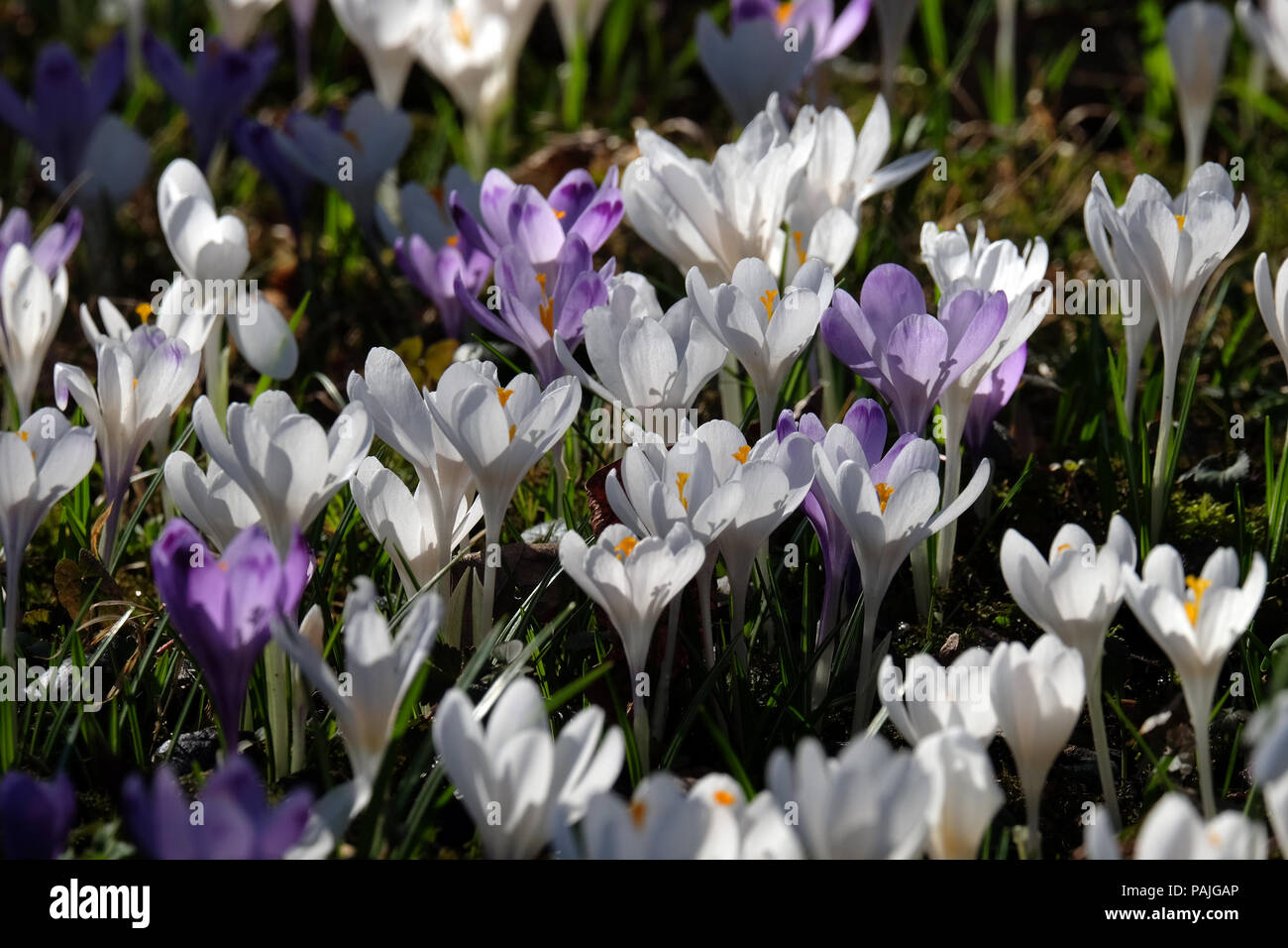 Prato pieno di crocus in primavera Foto Stock