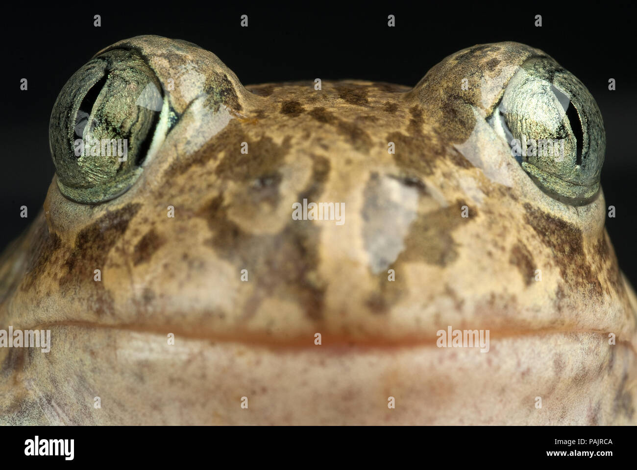 Spadefoot toad, Pelobates cultripes, anfibio Foto Stock