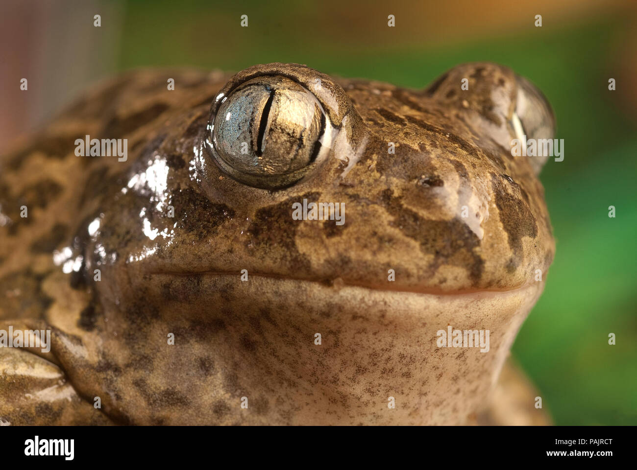 Spadefoot toad, Pelobates cultripes, anfibio Foto Stock