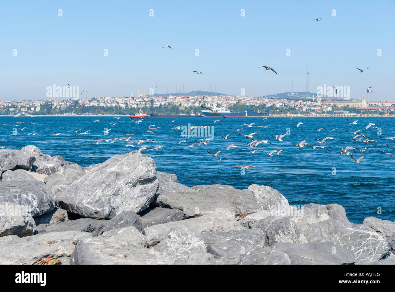 I gabbiani sorvolano Bosforo sullo sfondo di Istanbul Foto Stock