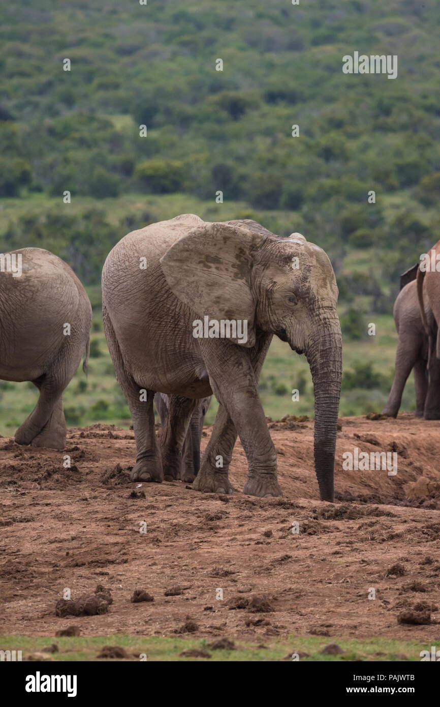 Un elefante africano (Loxodonta africana) coperta e coperti di fango secco in piedi sul bordo di un fiume in Addo Elephant National Park, Sud Africa Foto Stock