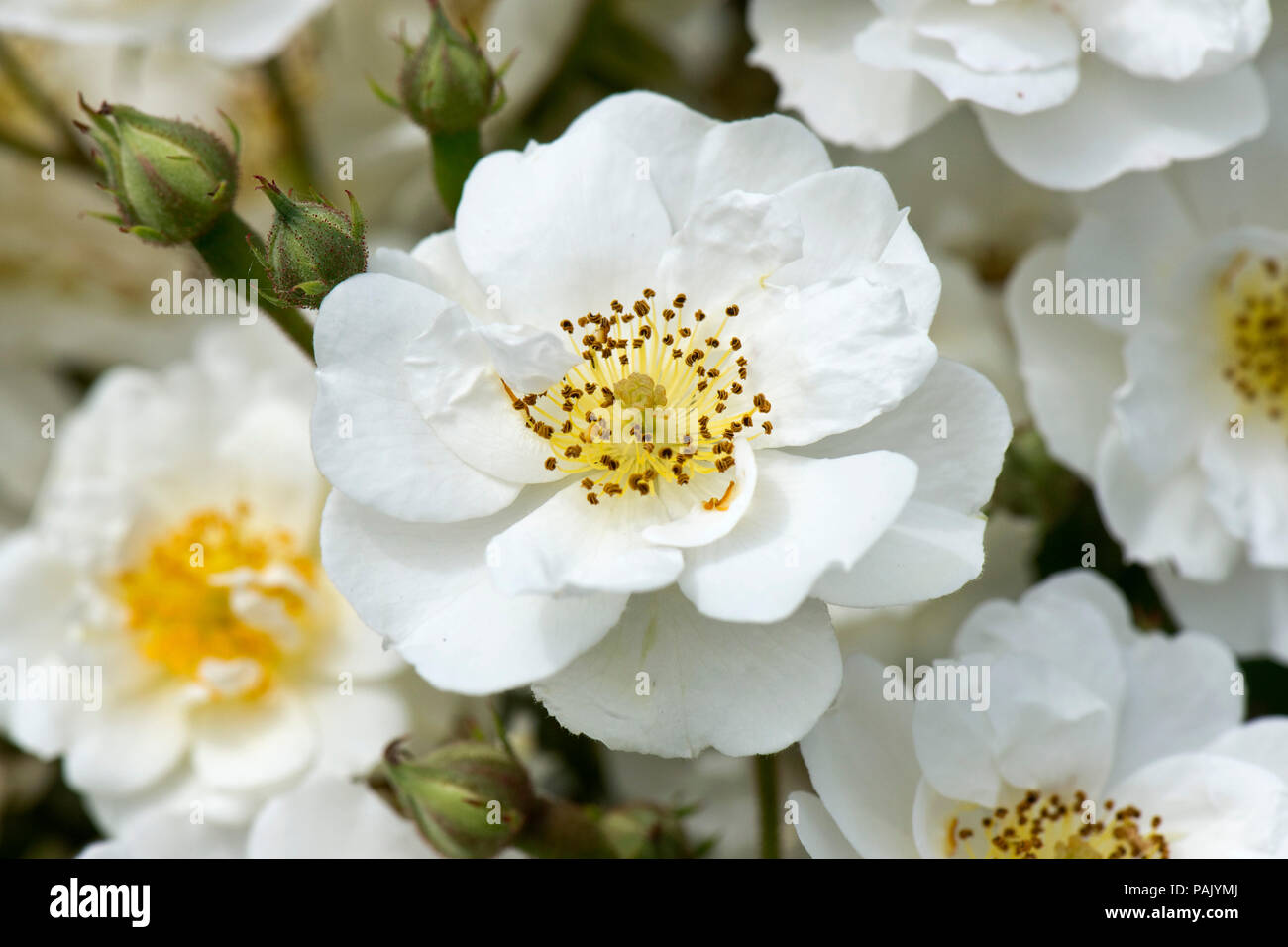 Passeggiate in bianco, rosa rampicante 'Rambling Rector' con fiori profuse con centri di colore giallo. Attraente per le api e altri impollinatori. Foto Stock