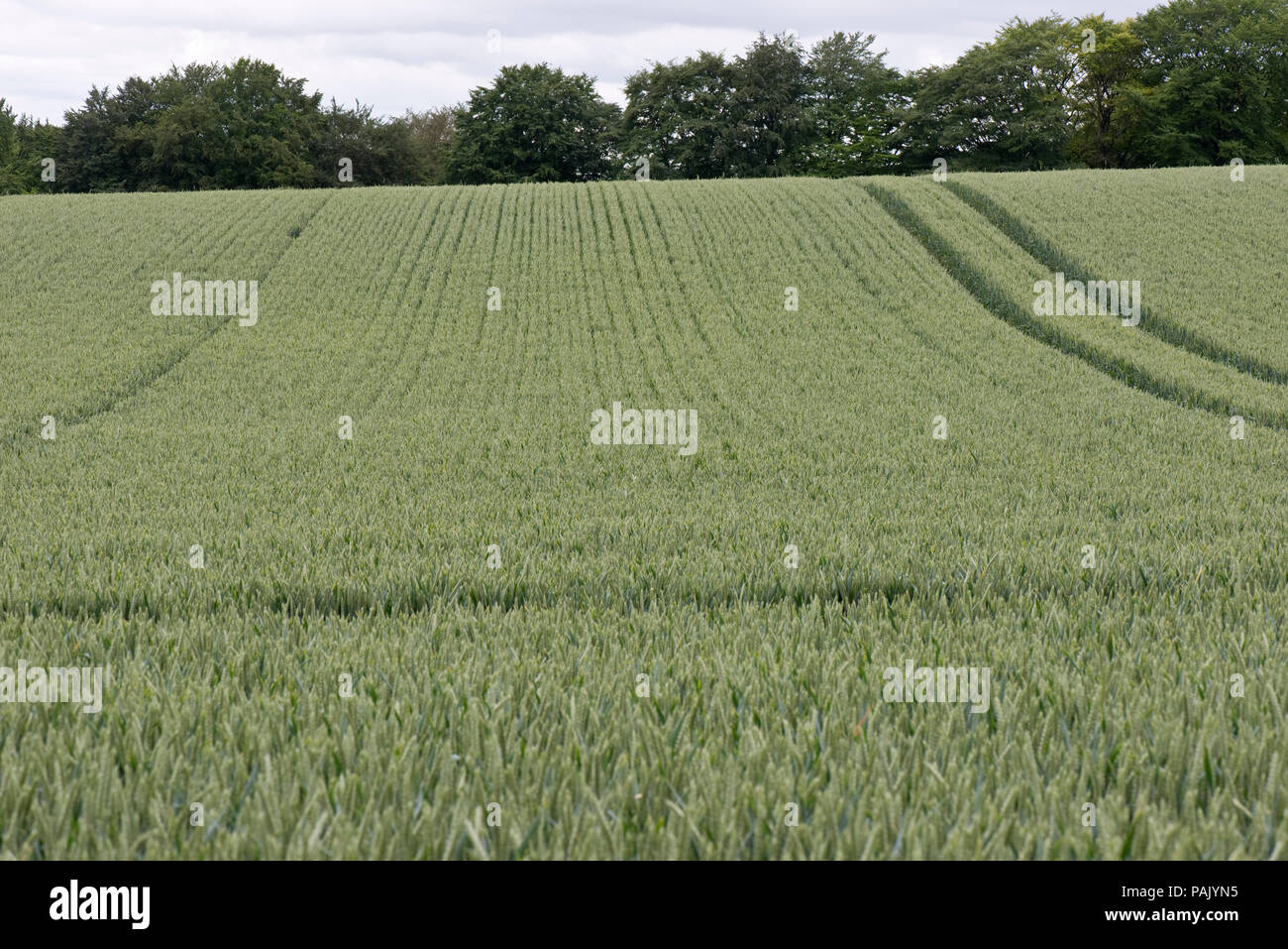 Vista delle righe di un sano inverno il raccolto di grano in fioritura orecchio verde in un campo di laminazione con i tracciafile, Berkshire, Giugno Foto Stock