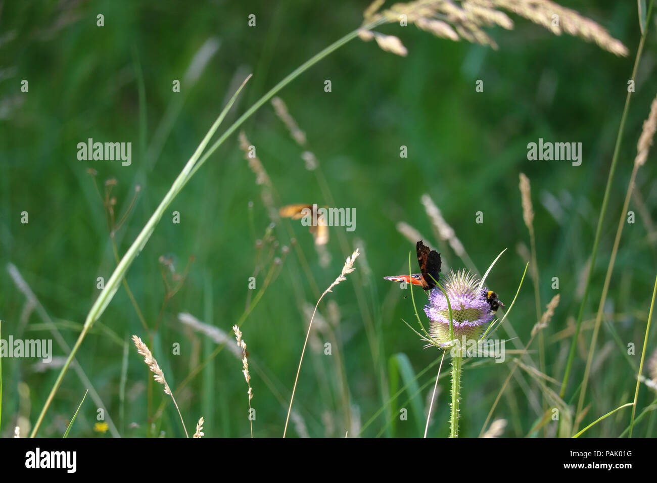 Una farfalla pavone e a bumblebee condividono un thistlehead tra erba lunga, come un Gatekeeper butterfly approcci in background. Foto Stock