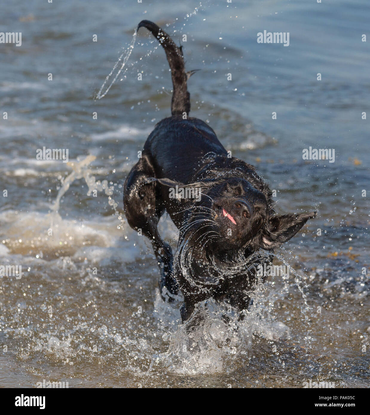 Nero Labrador Retriever Foto Stock