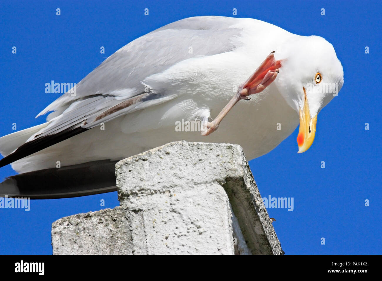 Aringa europea Gull preening e graffi dietro il suo orecchio Foto Stock