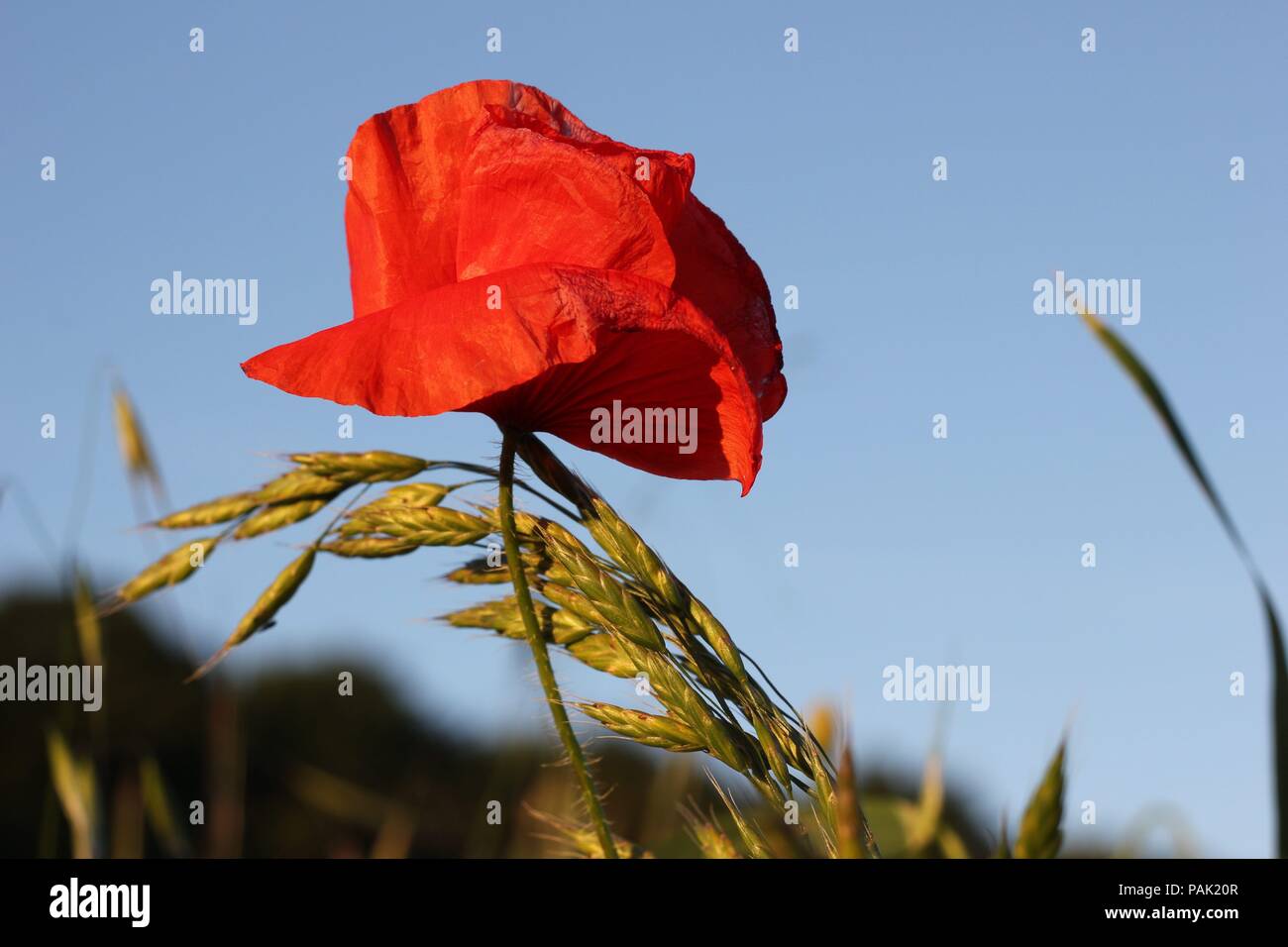 Un solo papavero rosso che splende al sole Foto Stock