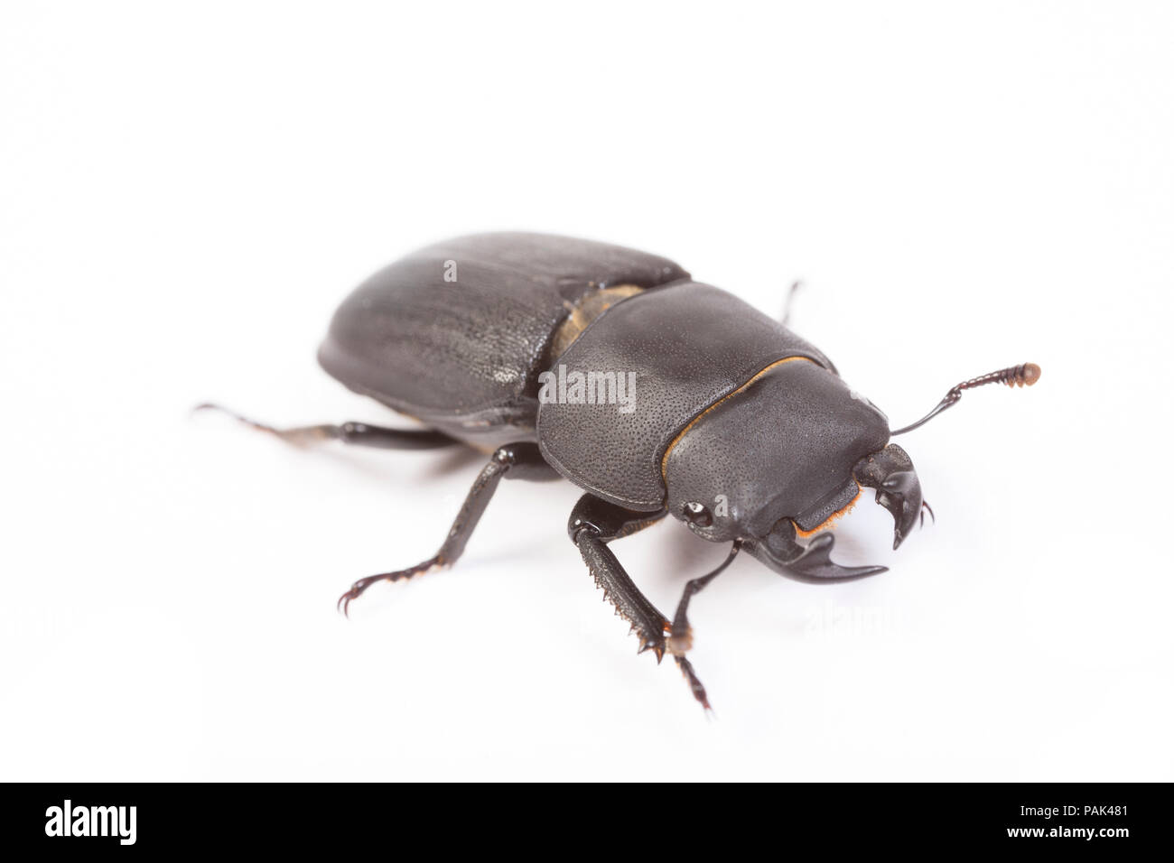Un maschio di minor stag beetle, Dorcus parallelipipedus, che si trova nella parte nord di Dorset e fotografati su uno sfondo bianco prima del rilascio. Inghilterra REGNO UNITO GB Foto Stock