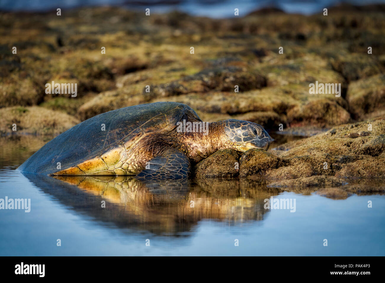 Tartaruga Verde. in appoggio sulla riva. Hawaii, la Big Island Foto Stock