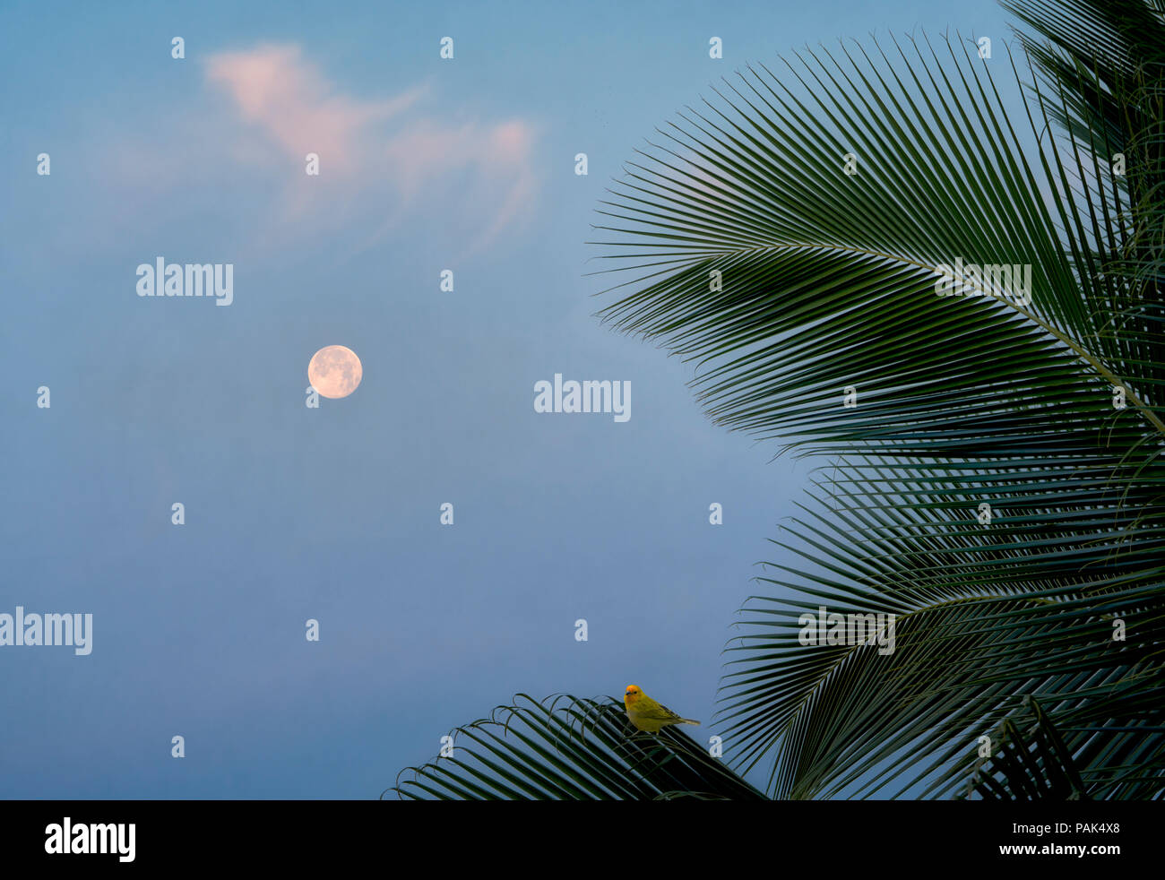 Luna piena e Palm tree di sunrise con Safron Finch bird Hawaii, la Big Island Foto Stock