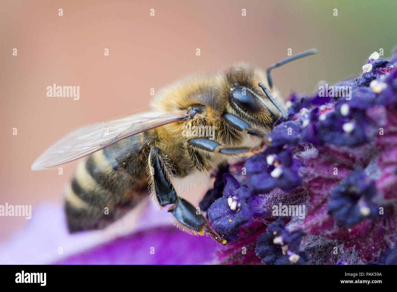 Bruno Mining Bee (Andrena fulva) su Lavandula (lavanda) Foto Stock