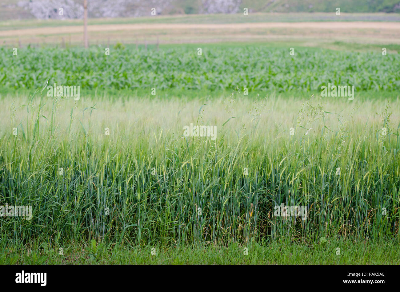 Campo di grano in una vista laterale con vari altri tipi di colture agricole sullo sfondo suggerendo diversi tipi di alimenti Foto Stock