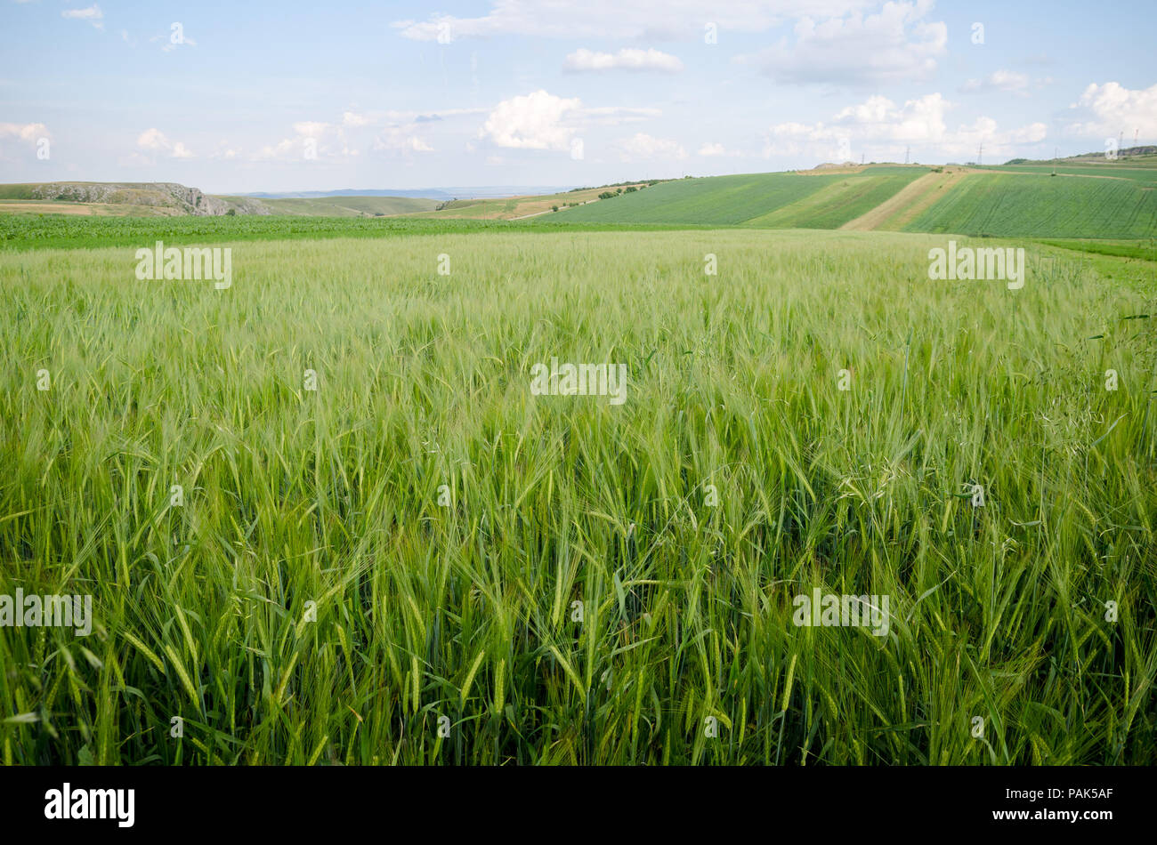 Campo di grano con un fresco look verde e terreno coltivato il paesaggio sullo sfondo con un fresco blu cielo nuvoloso suggerendo le coltivazioni biologiche Foto Stock