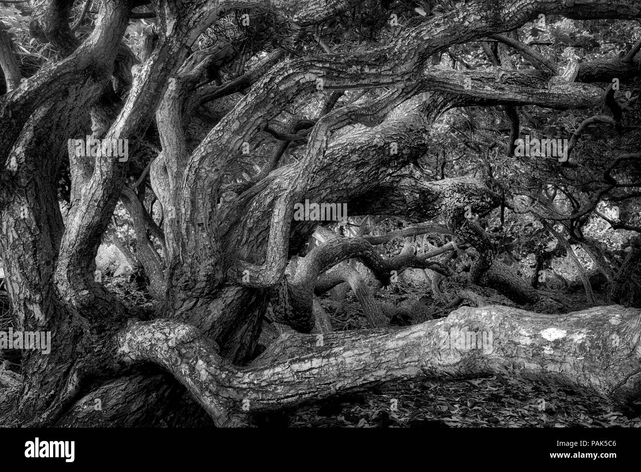 Selvaggiamente ramificazione fig tree in Isaac Hale Beach Park, vicino Pahoa, Hawaii. Foto Stock