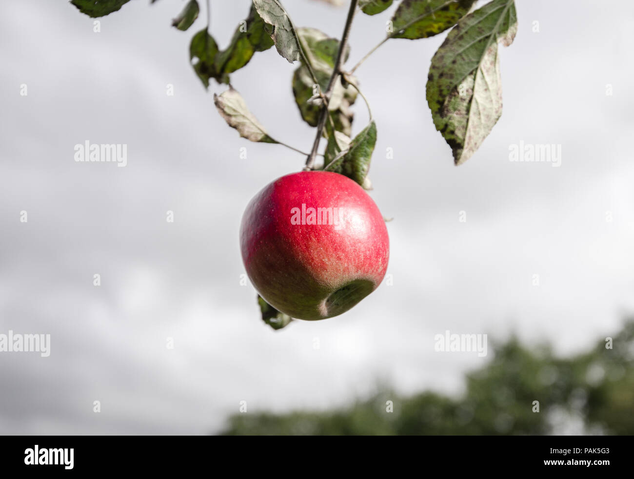 Red Apple su un dissaturato nuvoloso sfondo grigio suggerendo di sostanze chimiche tossiche riempito di frutta e i pericoli e i problemi di salute che rappresenta con spider Foto Stock