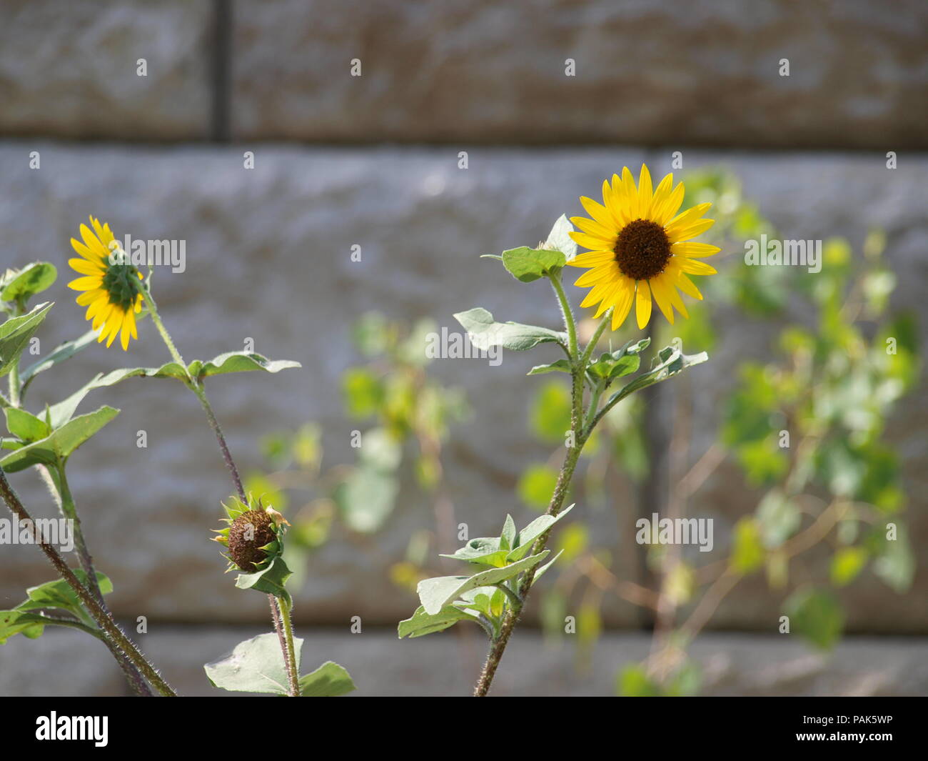 In giro per la città parte 2 Foto Stock