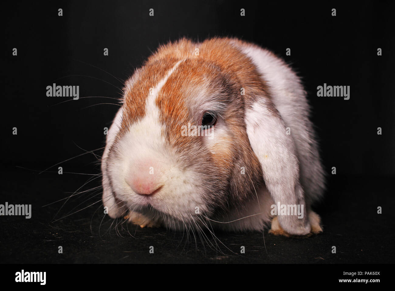 Orange lop nano coniglio mini bunny su sfondo nero. Carino baby lops. Foto Stock