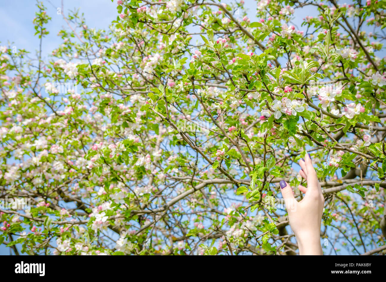 Una donna di mano il raggiungimento di un albero pieno di bianco e rosa fiori di apple con un dolce di guardare con spostare ragazza unghie e un background denso Foto Stock
