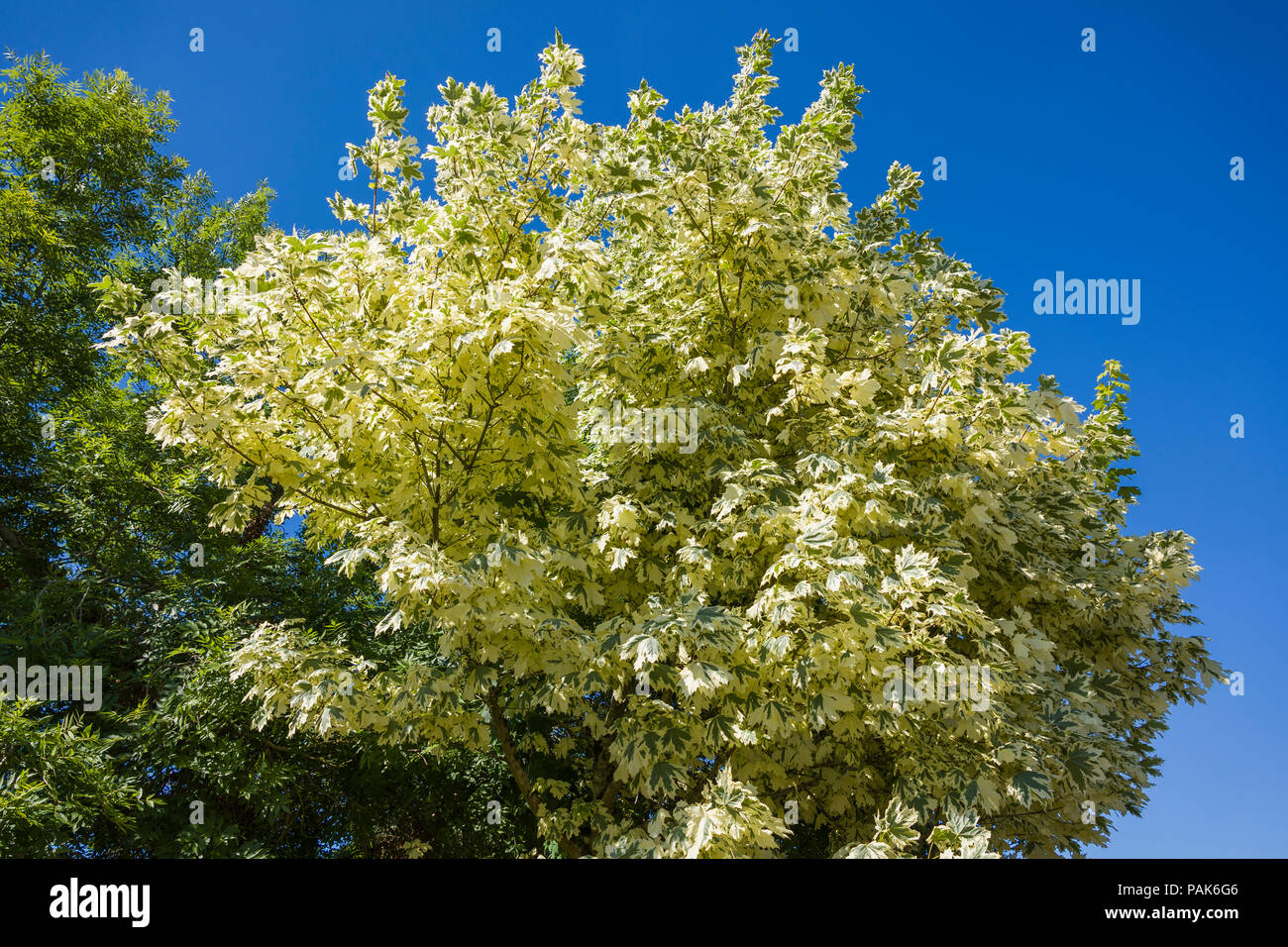 Un variegato ornamentali acer con panna e foglie verdi contro un cielo blu chiaro in Inghilterra nel mese di giugno Foto Stock