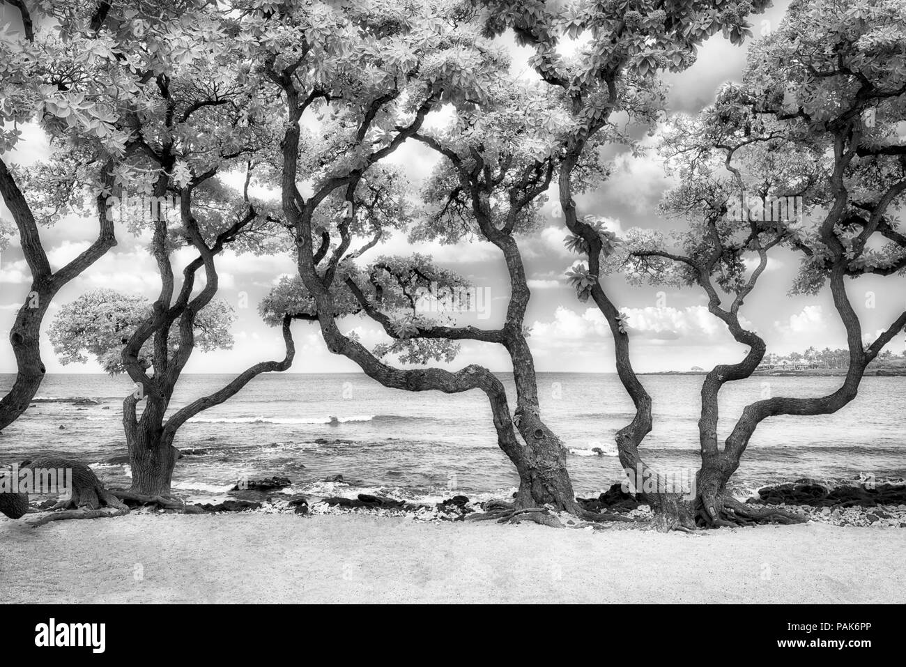 Eliotropio alberi e navigare su Kikaua Beach. Hawaii, la Big Island. Foto Stock