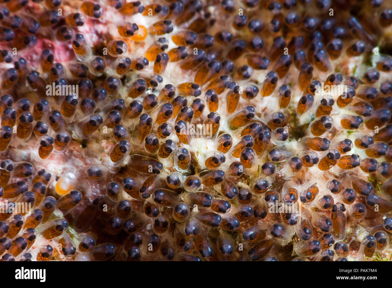 Questa massa di uovo appartiene a Clark, anemonefish Amphiprion clarkii, nascosto proprio accanto a loro anemone, Yap, Micronesia. Foto Stock