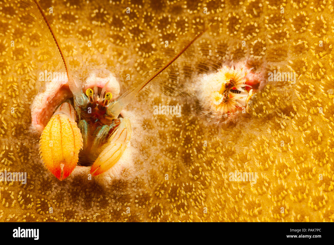 Questa specie di corallo granchio eremita, Paguritta sp, è ben noto, ma ancora in attesa di un nome di biologi. Essa vive in un foro di coralli duri e trappole Foto Stock