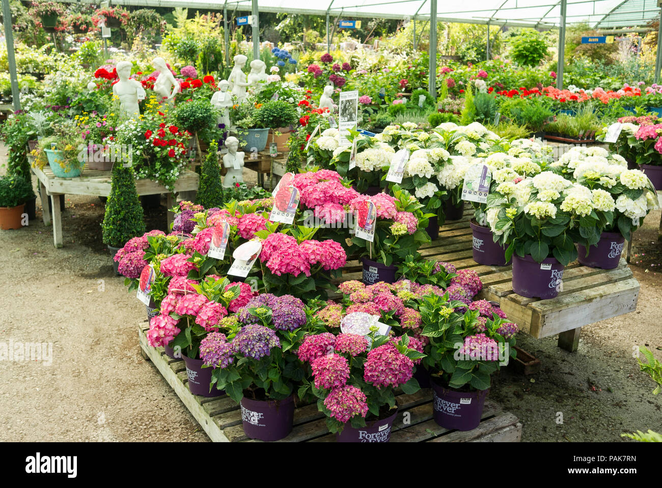 Una selezione di vasi di piante di ortensie in vendita dall'auto-selezione in un giardino inglese centro NEL REGNO UNITO Foto Stock