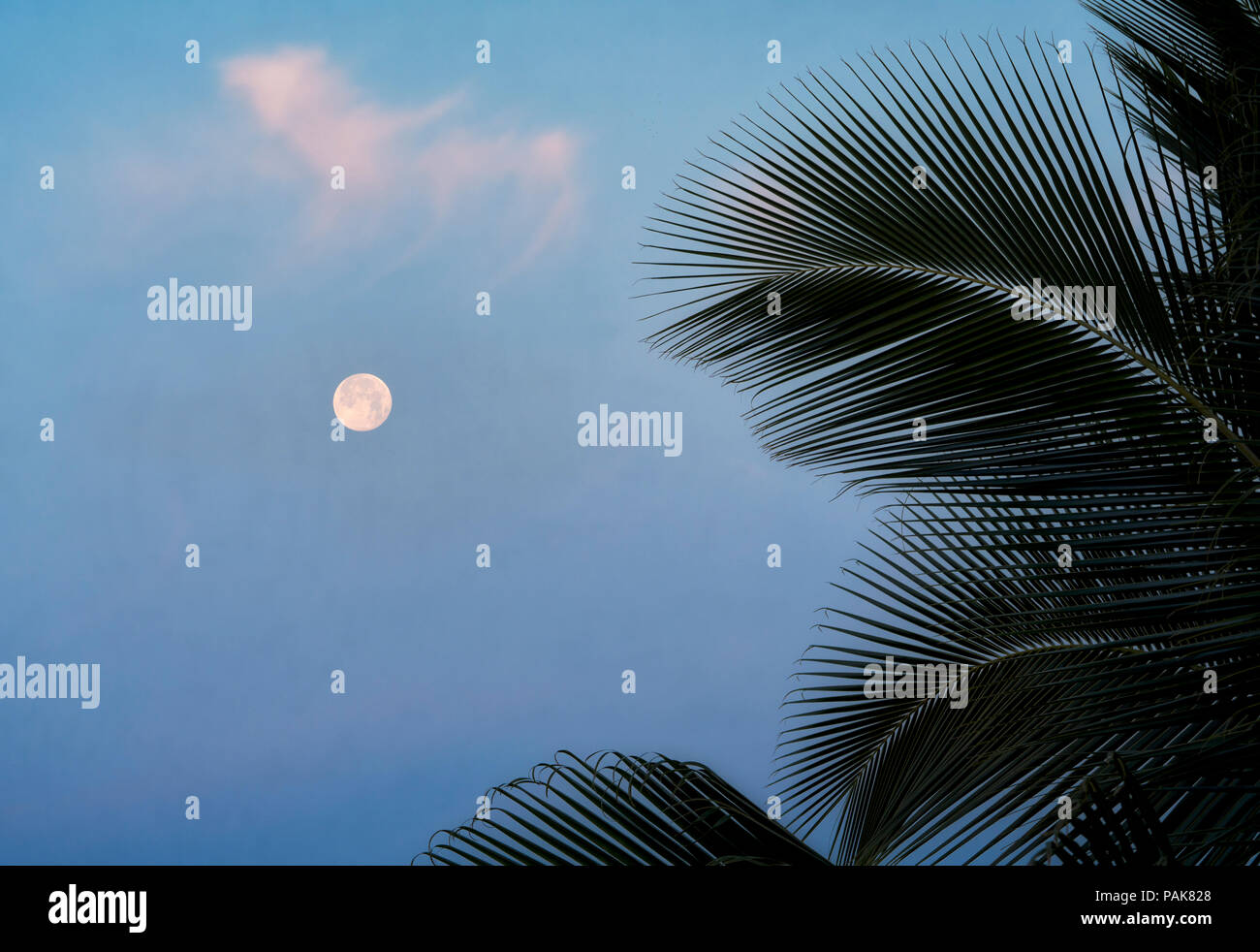 Luna piena e Palm tree di sunrise. Hawaii, la Big Island Foto Stock