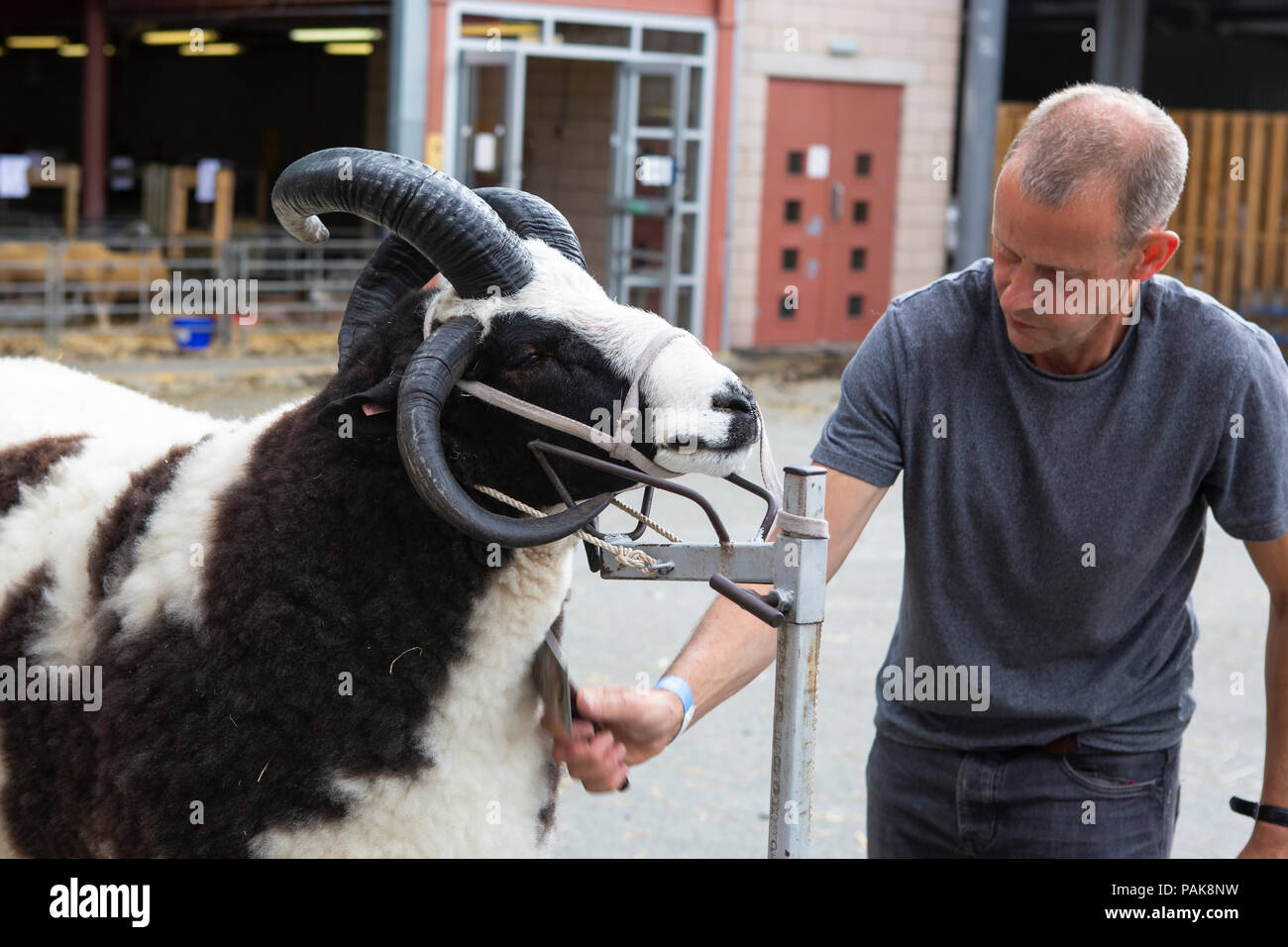 Un agricoltore prepara il suo Giacobbe pecore per la mostra presso il Royal Welsh Show da taglio / taglio con le forbici. Foto Stock