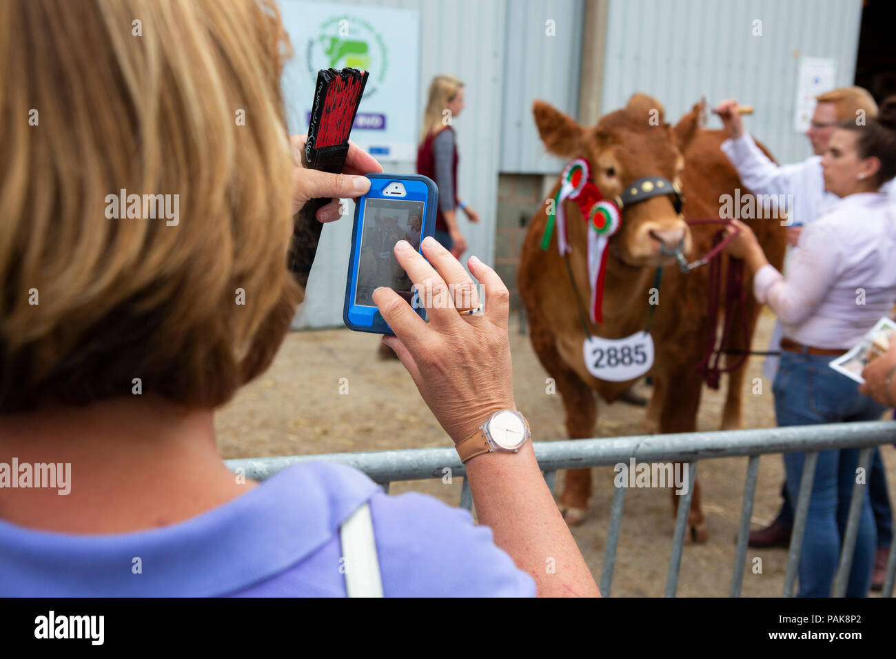 Un visitatore scatta una foto di un campione Limousin giovenca, Grahams melodia, presso il Royal Welsh Show. Foto Stock